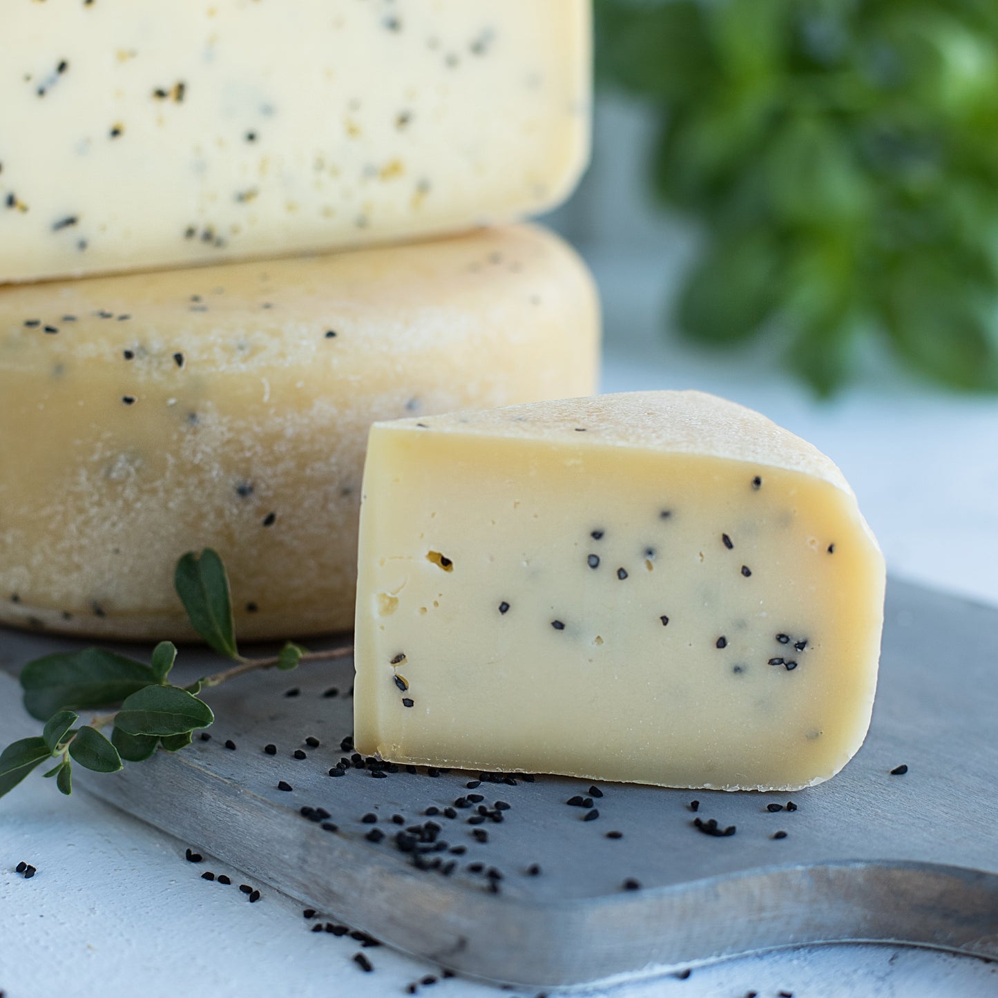 Brandintas fermentinis sūris su juodgrūdėmis „Siuita“