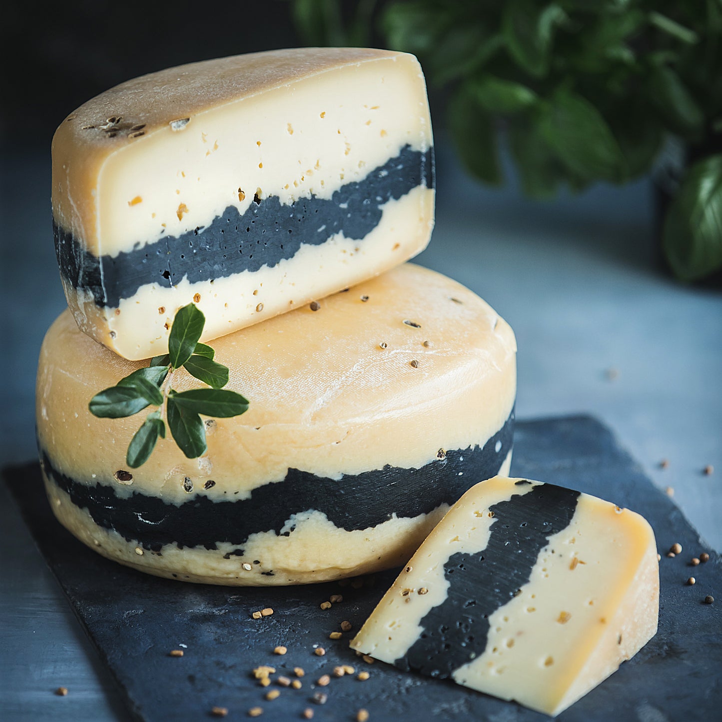 Brandintas fermentinis sūris su ožragėmis, kalendra ir klevo medžio pelenais „Bolero“