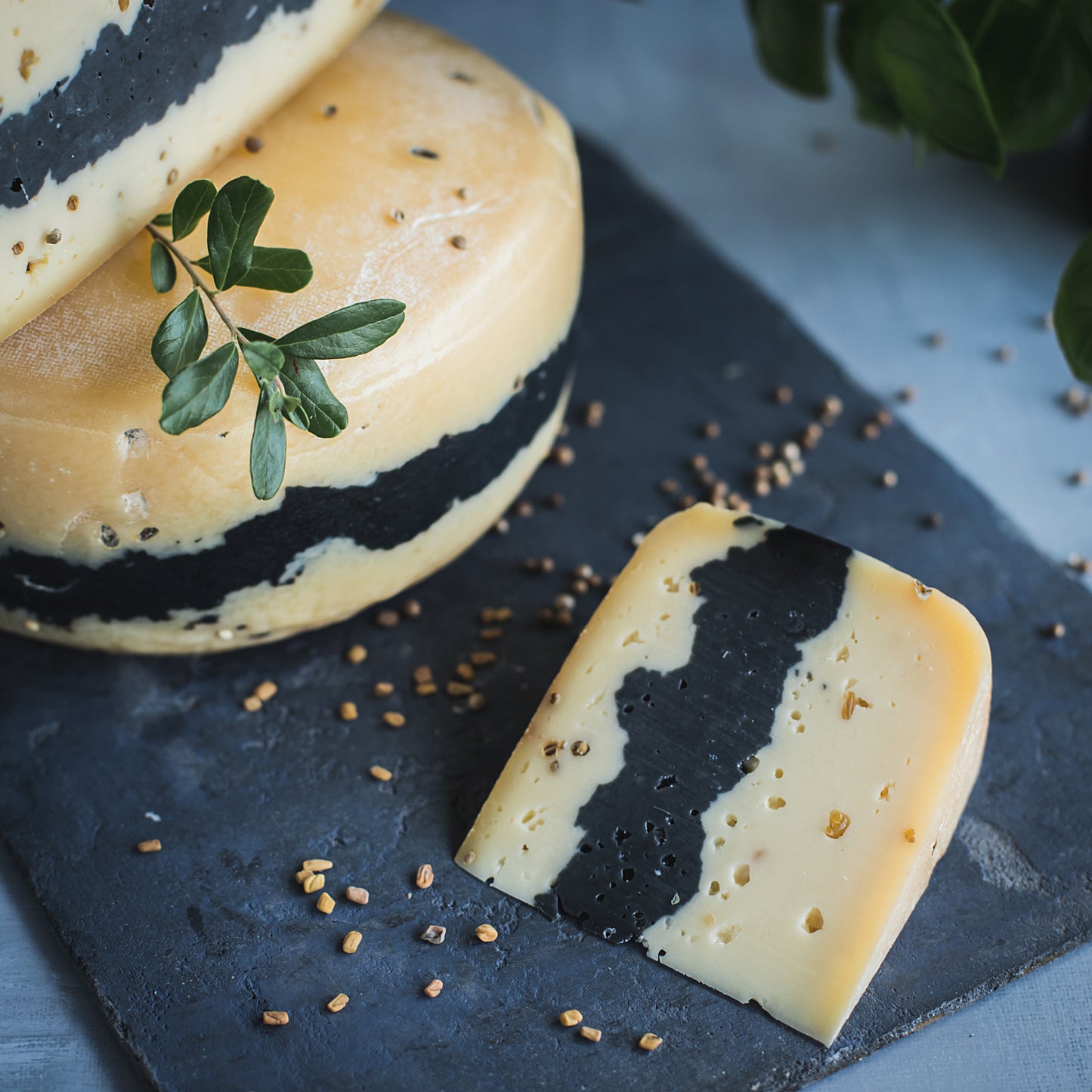 Brandintas fermentinis sūris su ožragėmis, kalendra ir klevo medžio pelenais „Bolero“